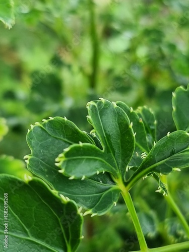 a close-up of several leaves of Polyscias guilfoylei plant, commonly known as geranium aralia or wild coffee