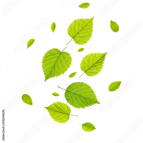 Wallpaper Mural Detailed leaves cut out on transparent background (PNG). Perfect for ads, nature designs, or creative projects. High-quality images with realistic textures for versatile graphic use. Torontodigital.ca