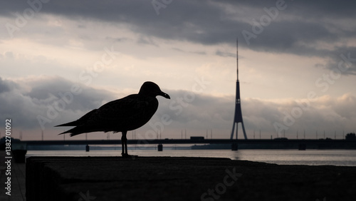 A silhouette of a young herring gull with river Daugava and Riga tv tower in the distance