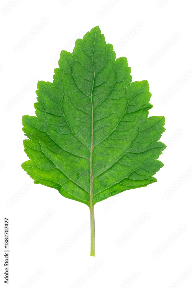 Fototapeta premium Patchouli leaves are the basic ingredient for making oil. Patchouli leaves white background