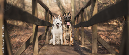 Photography two dogs a cute young siberian husky and a belgian shepherd dog sitting on a woo