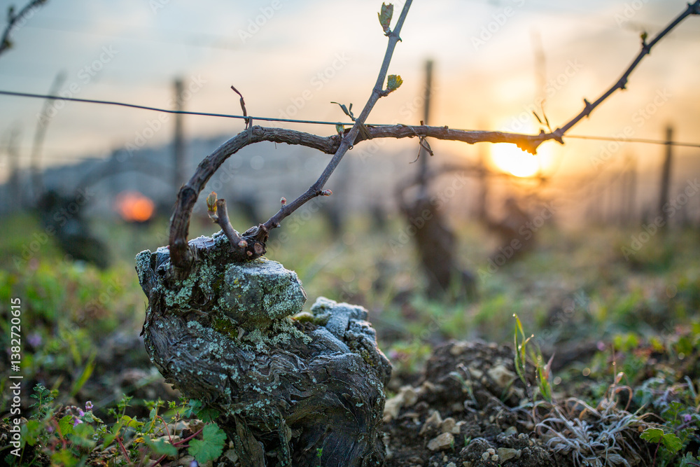 Fototapeta premium Frost Protection Candles in Burgundy Vineyards at Early Morning After a Freezing Night