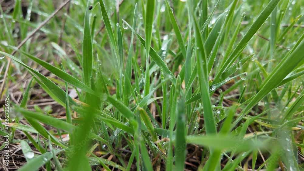 stems of green grass with dew. dew on grass. stems of green grass with dew. dew on grass.