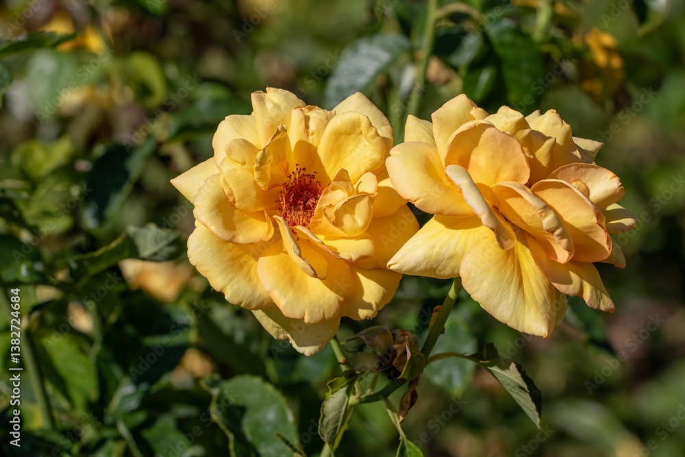 Vibrant yellow roses in bloom Vibrant yellow roses in bloom