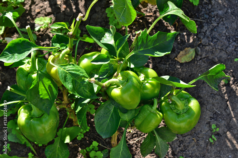 Close-up of green bell peppers growing in a garden Close-up of green bell peppers growing in a garden