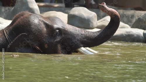 Elephant or Elephas maximus taking a bath in a pond zoo environment on a sunny day.