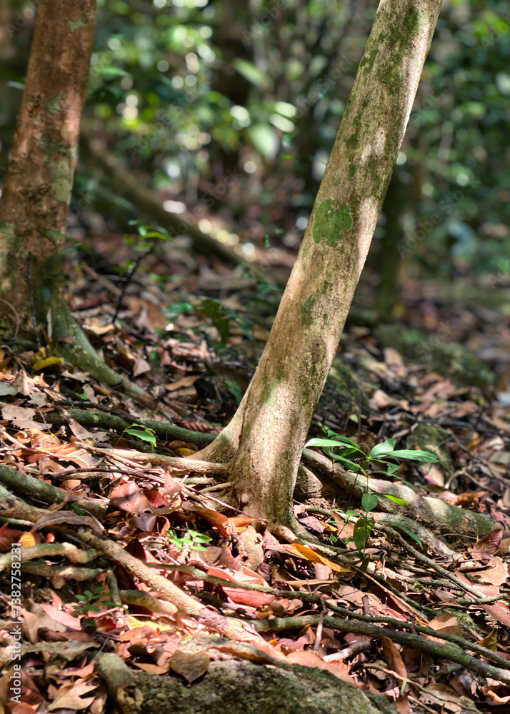 Obraz premium Tree Trunk and Roots on Forest Floor Covered in Dry Leaves in Tropical Jungle 