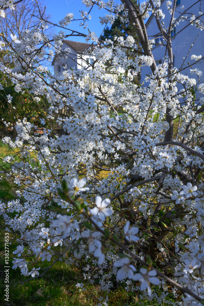 Fototapeta premium Wunderbare Baumblüten im Garten in voller Pracht