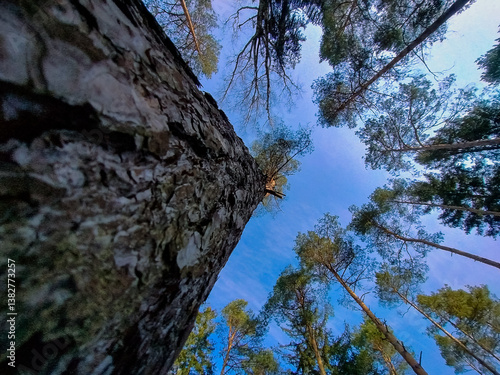 Obraz na płótnie Korony wysokich sosen na tle lekko zachmurzonego nieba. w salonie