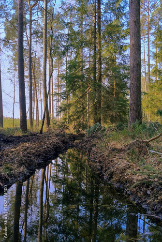 Iglasty las w słoneczny dzień. W środku widać leśny strumień. W tafli wody widać lustrzane odbicie okolicznych drzew.