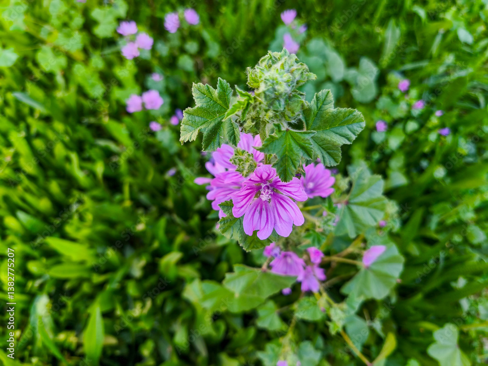 Wild flower; Scientific name: Malva sylvestris. Its common name in Turkey is Mallow plant.