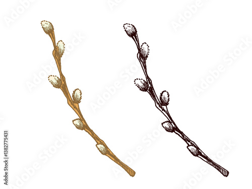 Hand drawn black and colored vintage sketch set of an Easter willow branch with buds