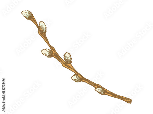 Hand drawn colored vintage sketch of an Easter willow branch with buds