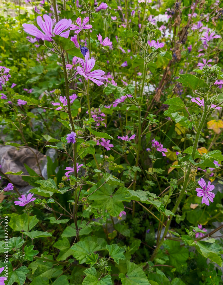 Wild flower; Scientific name: Malva sylvestris. Its common name in Turkey is Mallow plant.