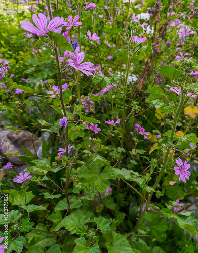 Obraz na płótnie Wild flower; Scientific name: Malva sylvestris. Its common name in Turkey is Mallow plant. w salonie