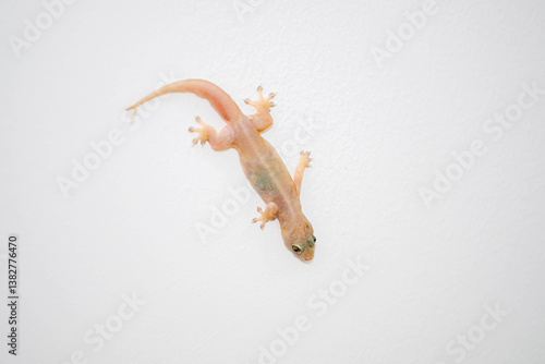 A close-up of a small lizard clinging to a white wall, its pale skin and delicate features visible against the stark background.