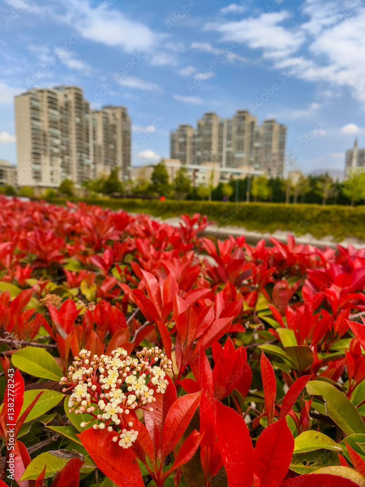 The Photinia glabra ( Red robin ) hedges. Rosaceae evergreen shrub. It is often used as a hedge because of its beautiful red shoots in spring.