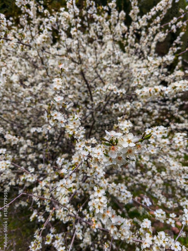 Floral background with white flowers and green leaves. Plum blossoms in the spring garden. Wild plums tree blossom blooming.