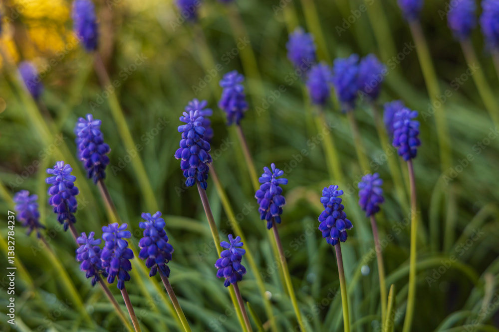 Closeuo of Muscari flowers (grape hyacinth) blossom in garden in spring time Closeuo of Muscari flowers (grape hyacinth) blossom in garden in spring time