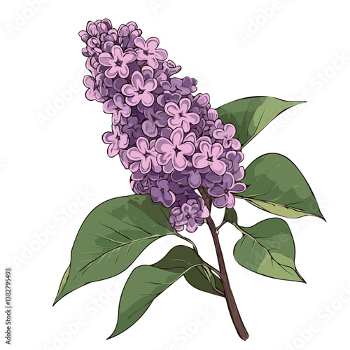 Lilac bloom minimalist flat illustration, featuring a clean design isolated on a white background.

