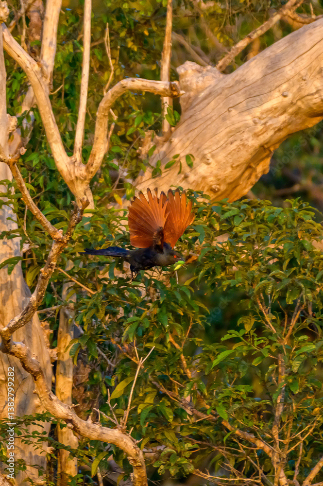 Beauty of bird Beauty of bird