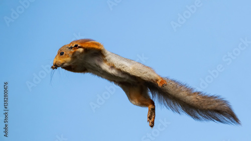 Red Squirrel (Sciurus vulgaris) in in the Wild.