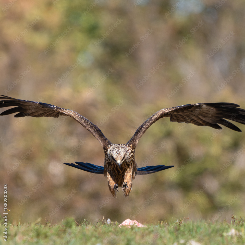 Obraz premium Black Kite Milvus migrans in the wild