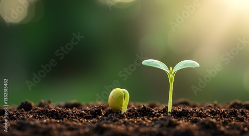 Emerging Life Seedling and Sprout in Rich Soil