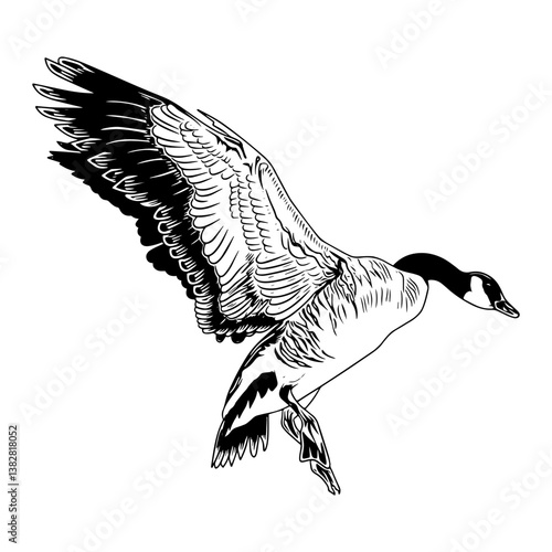 canadian goose duck hunting illustration logo vector image t shirt
