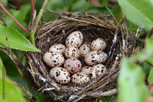 Close-up view of a bird's nest containing speckled eggs nestled among green foliage in a natural setting
