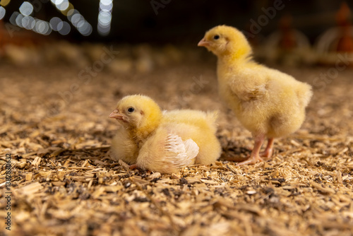 yellow chickens in fluff at a poultry farm, sawdust litter on which broiler chickens live at a large poultry farm side view