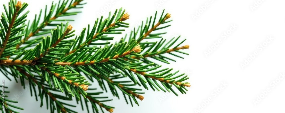 Freshly cut evergreen branches with needles isolated on white background, tree, pine Freshly cut evergreen branches with needles isolated on white background, tree, pine