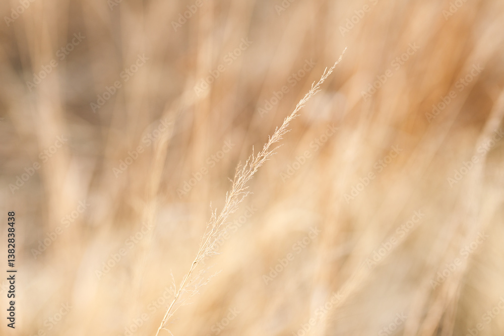 Fototapeta premium dried yellowed grass. Dry Grass Texture
