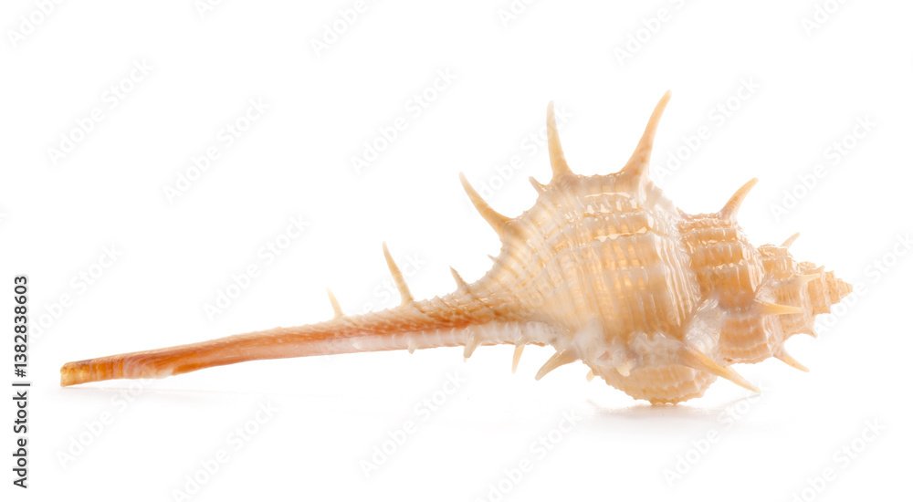 Beautiful exotic sea shell Murex trapa common name the rare-spined murex isolated on white. Is a species of sea snail, a marine gastropod mollusc of the family Muricidae, the rock snails Beautiful exotic sea shell Murex trapa common name the rare-spined murex isolated on white. Is a species of sea snail, a marine gastropod mollusc of the family Muricidae, the rock snails