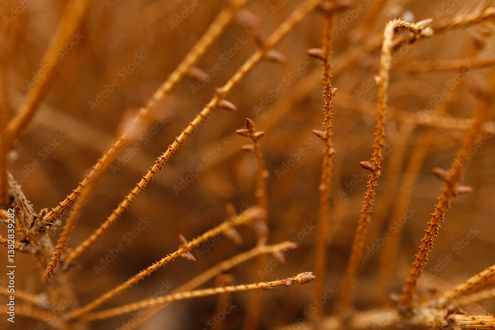Fototapeta premium dried pine branches with needles