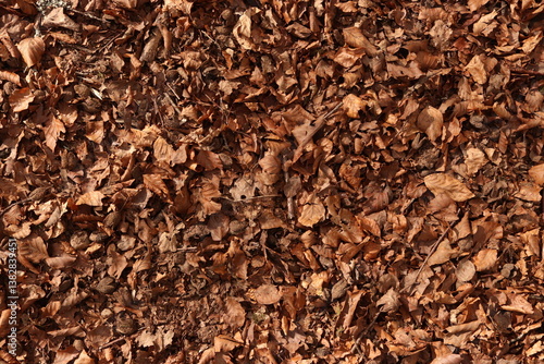 Brown Leaves Forest Floor Ground Dirt Texture Background