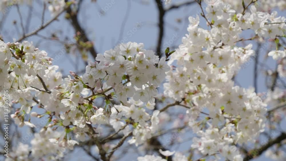 Close up cinematic shot of Sakura in full bloom Close up cinematic shot of Sakura in full bloom
