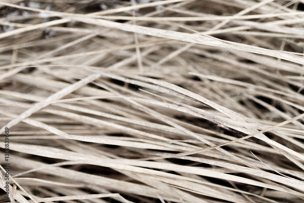 dried yellowed grass. Dry Grass Texture dried yellowed grass. Dry Grass Texture