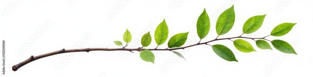 Fototapeta premium Single isolated tree branch on white background, tree branch, solo, branch