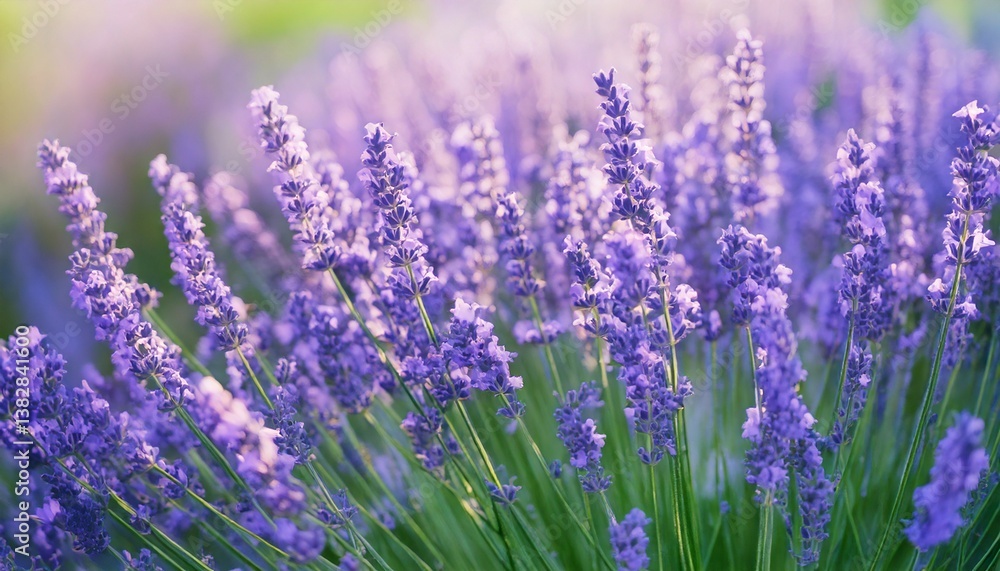 Naklejka premium 美しいラベンダーの花畑 フォトジェニックな風景