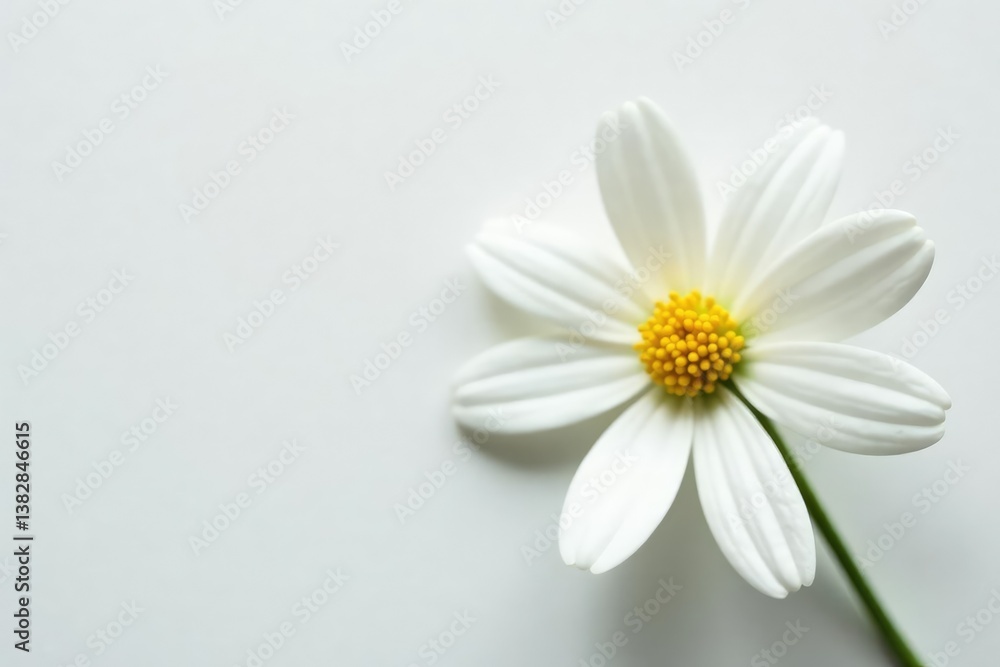 Obraz premium Close-up shot of a single white flower on white, floral design, blossom, closeup