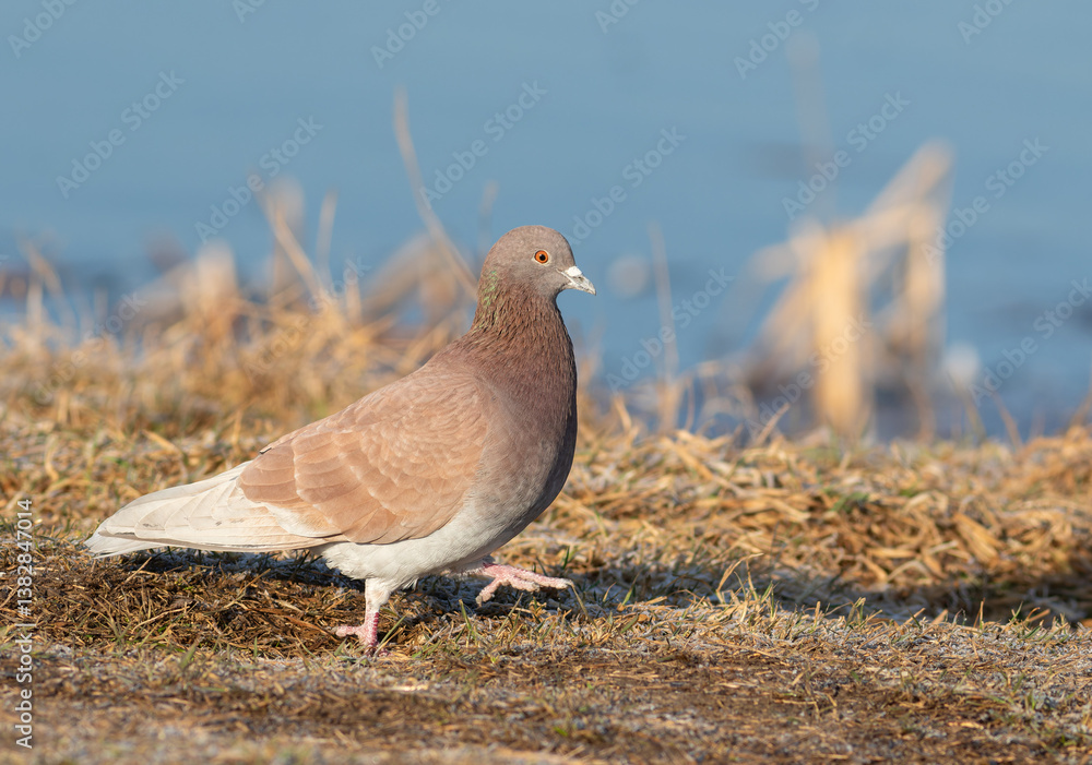 Fototapeta premium Rock dove, Columba livia. A brown pigeon walks along the riverbank in search of food