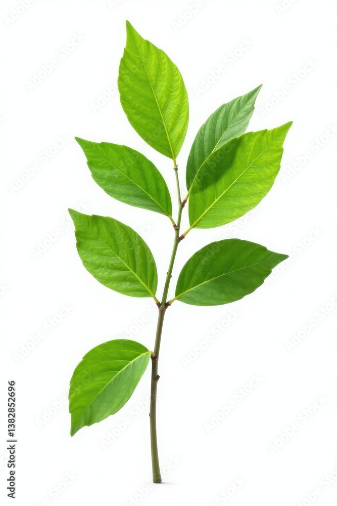 Fototapeta premium Isolated branch with green leaves on white background, solo, solitary
