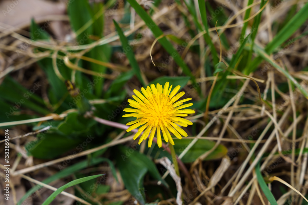 Close-up photo of yellow dandelion flowers blooming in spring Close-up photo of yellow dandelion flowers blooming in spring