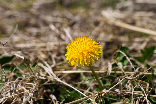 Wallpaper Mural Close-up photo of yellow dandelion flowers blooming in spring Torontodigital.ca