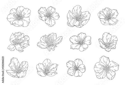 Beautiful apricot blossoms set in graceful thin line. Japanese sakura flowers. Hand drawn cherry blossom sketch, outline. Vector illustration