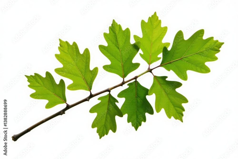 Branch with oak leaves isolated on white background, branch, foliage Branch with oak leaves isolated on white background, branch, foliage