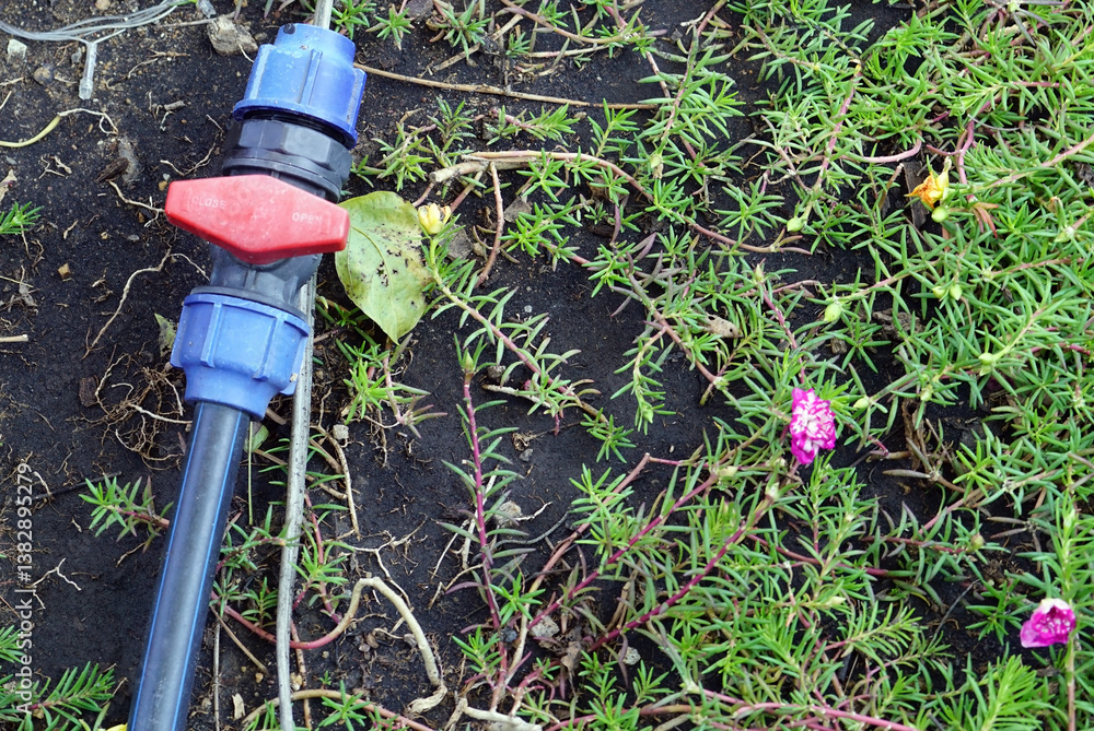 Sprinkler watering plants in the garden. Gardening concept. Sprinkler watering plants in the garden. Gardening concept.