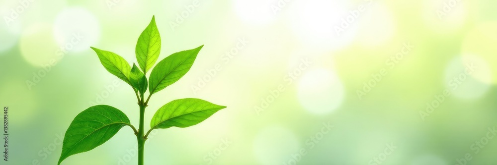 Naklejka premium Fresh green plant on white background with sunlight effects, plant, light, flora