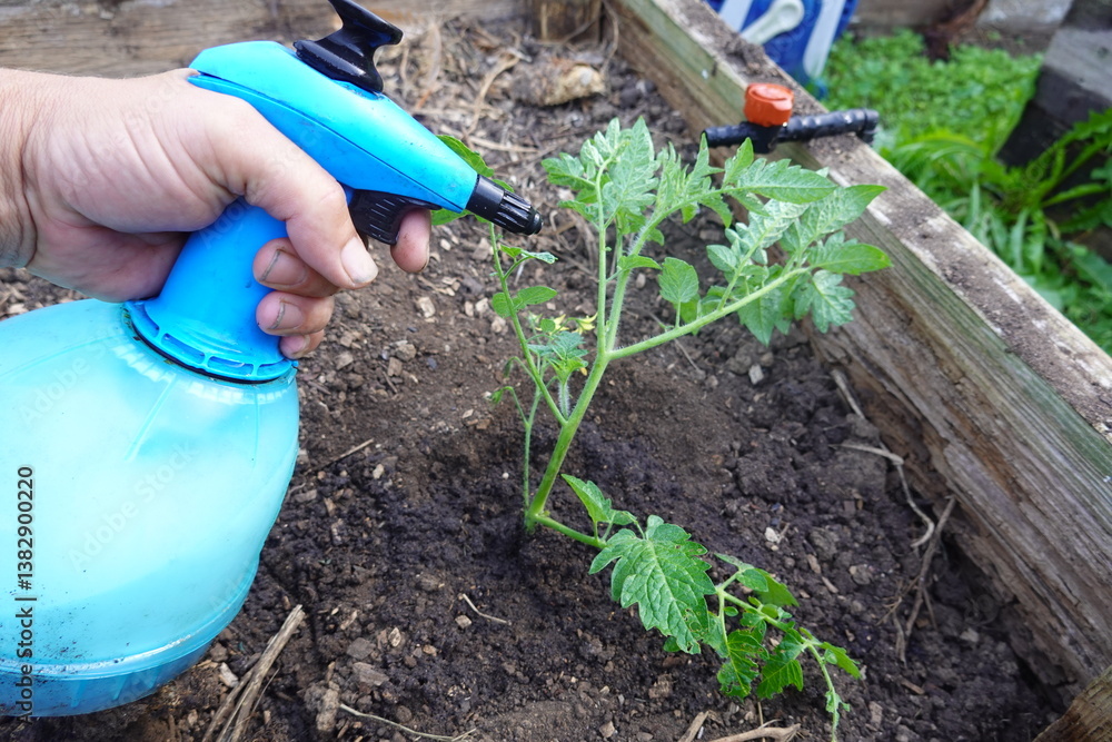 Naklejka premium combat pests or fungi in the tomato crop. spray tomato plant to improve production in the backyard garden. spraying